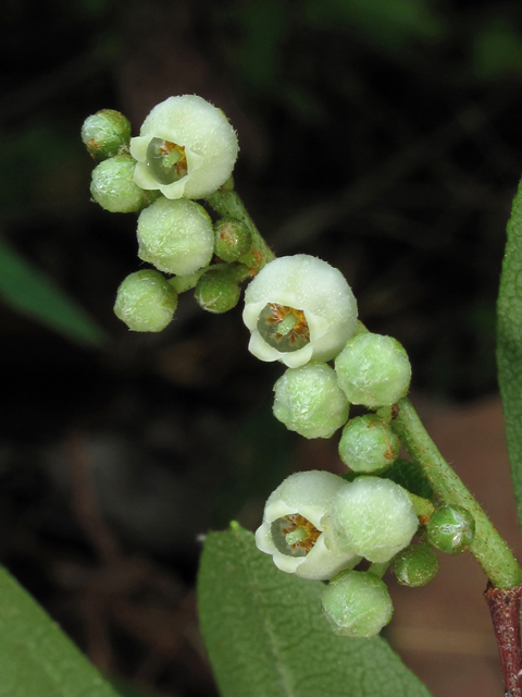 Lyonia ligustrina (Maleberry) #42778