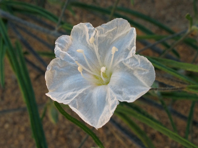 Stylisma pickeringii var. pickeringii (Pickering's dawnflower) #42781