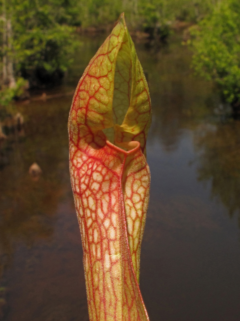 Sarracenia gilpinii (Gilpin's pitcherplant) #42786