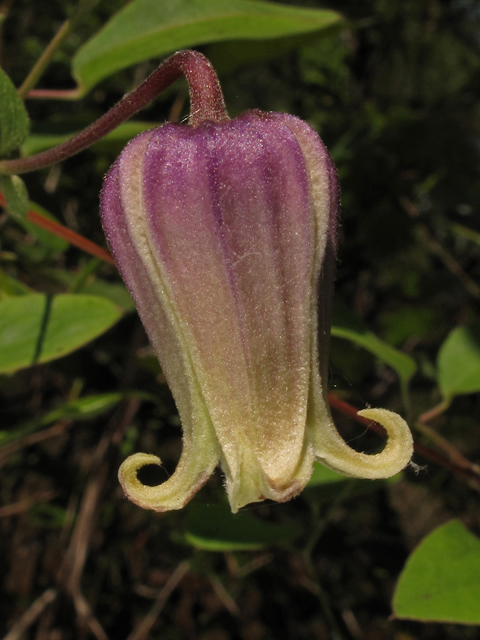 Clematis reticulata (Netleaf leather flower) #42803