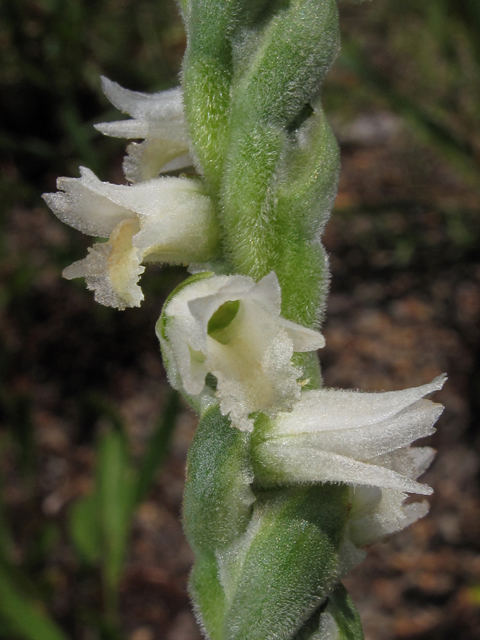 Spiranthes vernalis (Spring ladies'-tresses) #42807