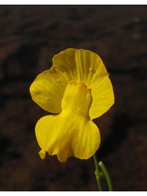 Utricularia floridana (Florida yellow bladderwort) #42820