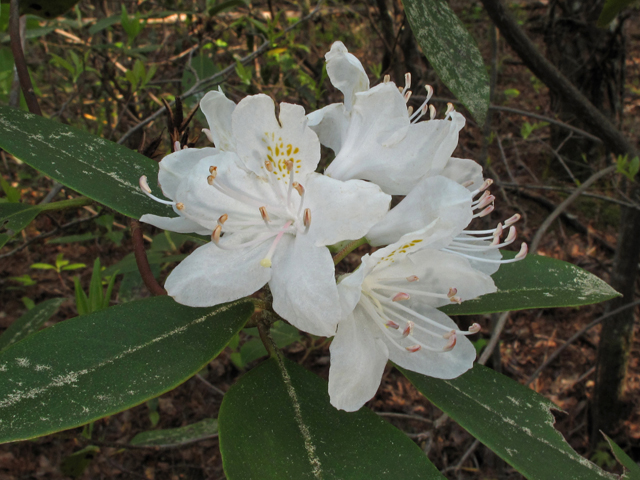 Rhododendron carolinianum (Carolina azalea) #42826
