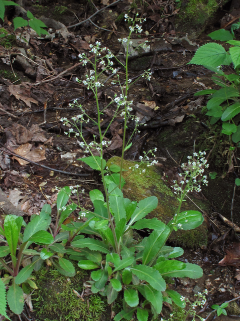 Saxifraga micranthidifolia (Lettuceleaf saxifrage) #42829