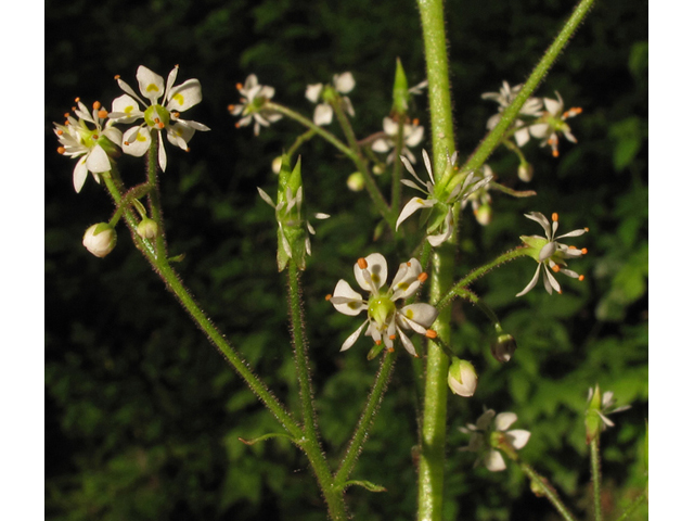 Saxifraga micranthidifolia (Lettuceleaf saxifrage) #42830