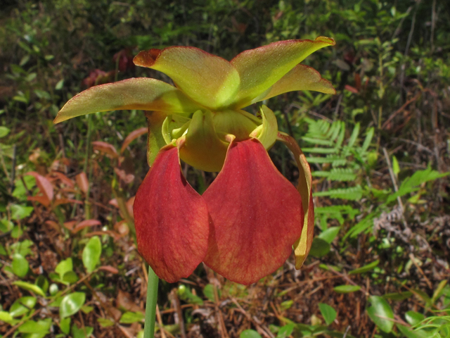 Sarracenia rubra ssp. alabamensis (Alabama pitcherplant) #42834