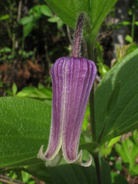 Clematis fremontii (Fremont's leather-flower) #42844