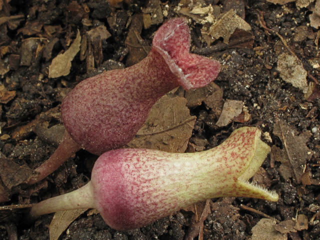 Hexastylis arifolia var. arifolia (Heart-leaf ginger) #42852