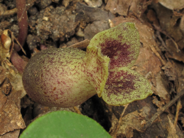 Hexastylis arifolia var. arifolia (Heart-leaf ginger) #42853