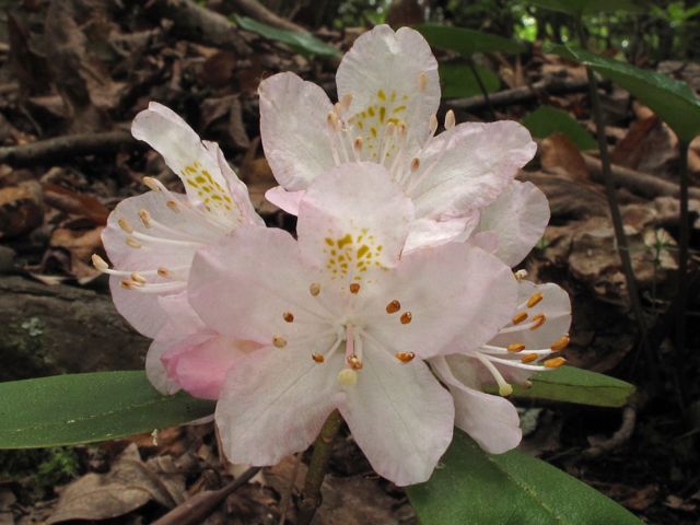 Rhododendron carolinianum (Carolina azalea) #42862