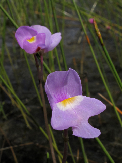 Utricularia purpurea (Eastern purple bladderwort) #42870