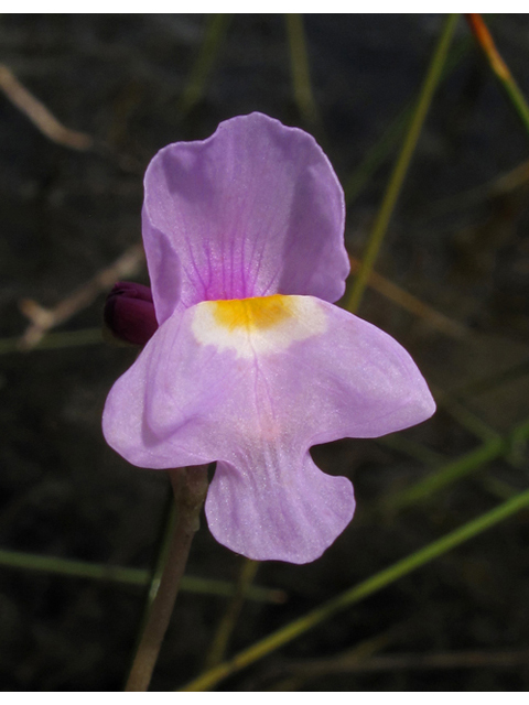 Utricularia purpurea (Eastern purple bladderwort) #42871