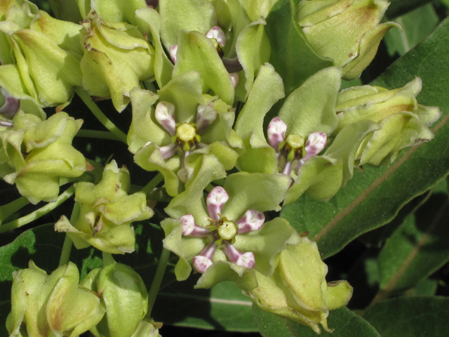 Asclepias viridis (Green milkweed) #42873
