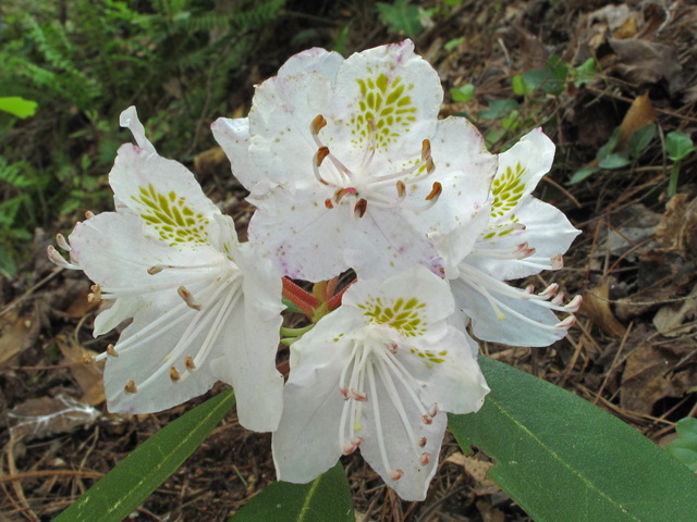 Rhododendron carolinianum (Carolina azalea) #42874