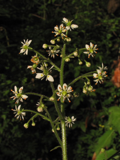 Saxifraga micranthidifolia (Lettuceleaf saxifrage) #42876