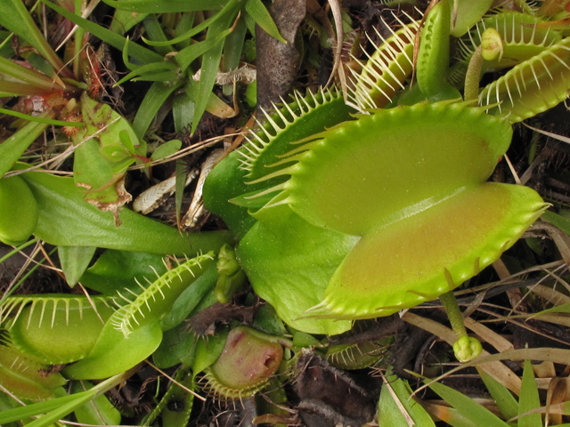 Dionaea muscipula (Venus flytrap) #42877