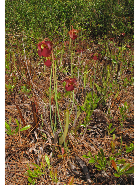 Sarracenia rubra ssp. alabamensis (Alabama pitcherplant) #42879