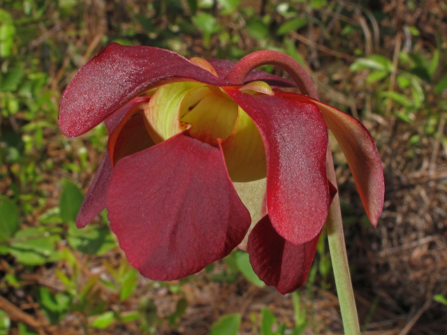 Sarracenia rubra ssp. alabamensis (Alabama pitcherplant) #42882