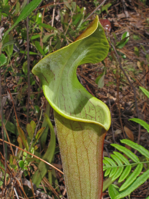 Sarracenia rubra ssp. alabamensis (Alabama pitcherplant) #42883