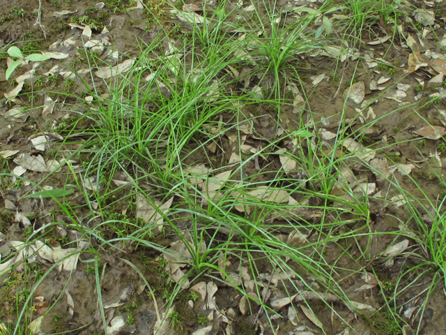 Isoetes louisianensis (Louisiana quillwort) #42886