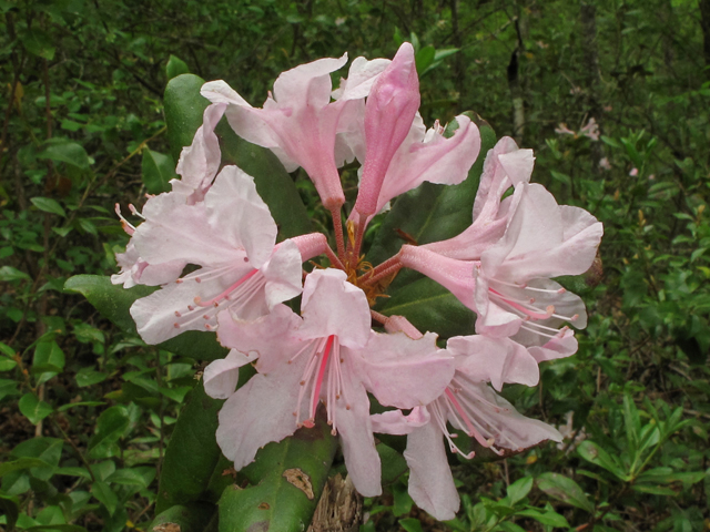 Rhododendron chapmanii (Chapman's rhododendron) #42889