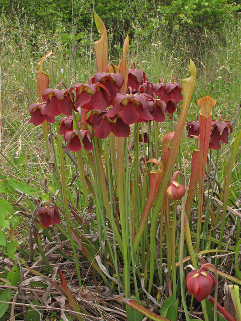 Sarracenia rubra ssp. jonesii (Jones' pitcherplant) #42907
