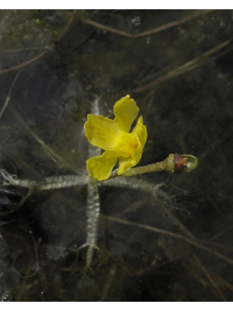 Utricularia radiata (Little floating bladderwort) #42922