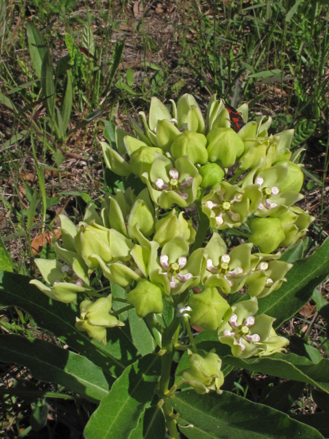Asclepias viridis (Green milkweed) #42924