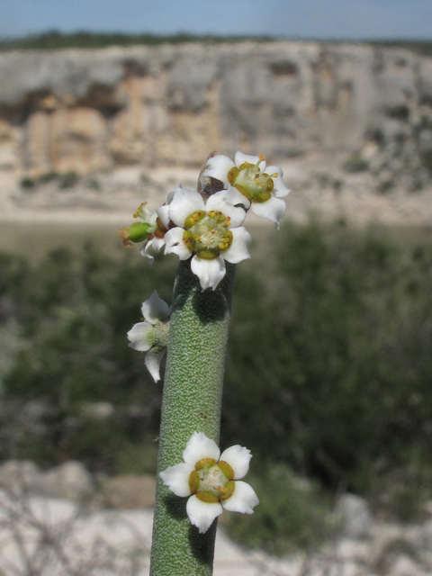 Euphorbia antisyphilitica (Candelilla) #43285