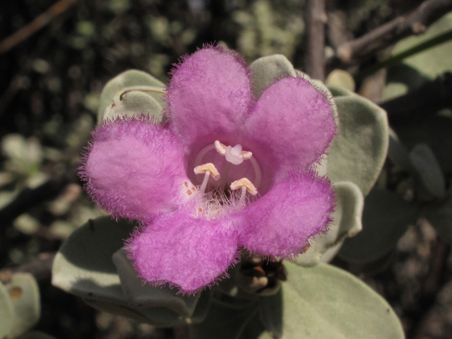 Leucophyllum frutescens (Cenizo) #43286