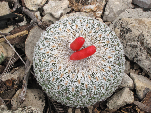 Epithelantha micromeris (Pingpong ball cactus) #43291