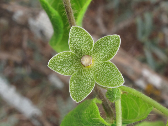 Matelea reticulata (Pearl milkweed vine) #43293