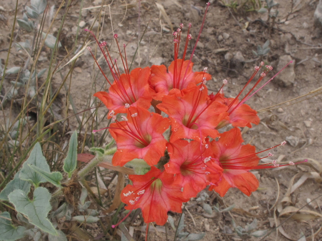 Nyctaginia capitata (Devil's bouquet) #43294