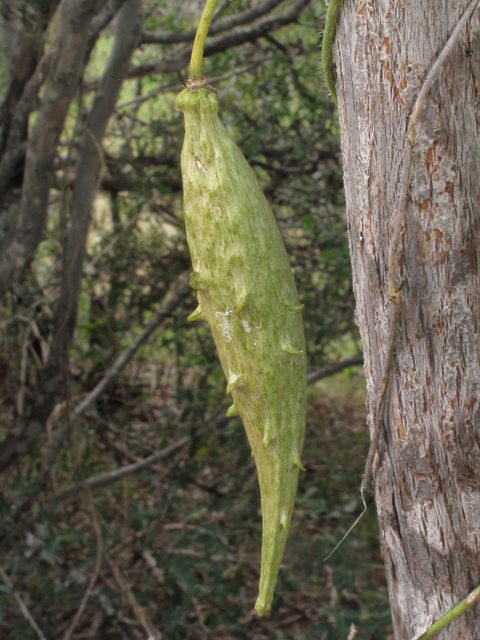 Matelea reticulata (Pearl milkweed vine) #43295