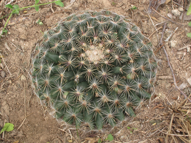 Mammillaria heyderi var. heyderi (Little nipple cactus) #43296