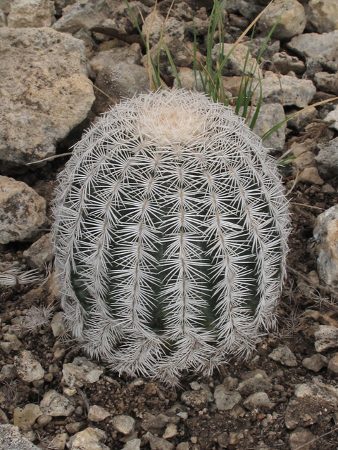 Echinocereus reichenbachii (Lace hedgehog cactus) #43306