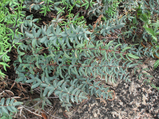 Pellaea wrightiana (Wright's cliffbrake fern) #43310
