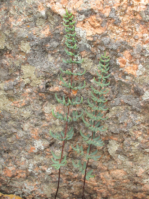 Pellaea wrightiana (Wright's cliffbrake fern) #43311