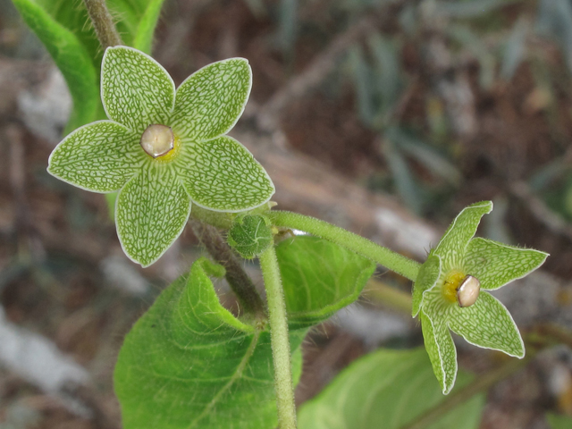 Matelea reticulata (Pearl milkweed vine) #43324