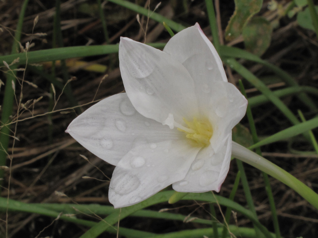 Cooperia pedunculata (Hill country rain lily) #43349