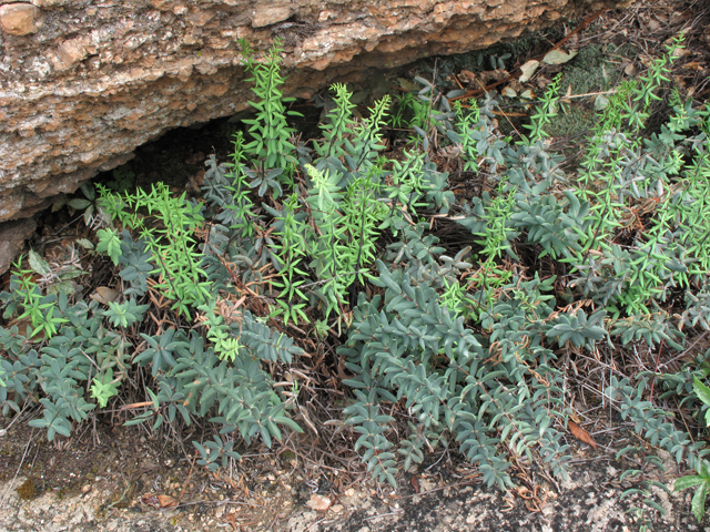 Pellaea wrightiana (Wright's cliffbrake fern) #43352