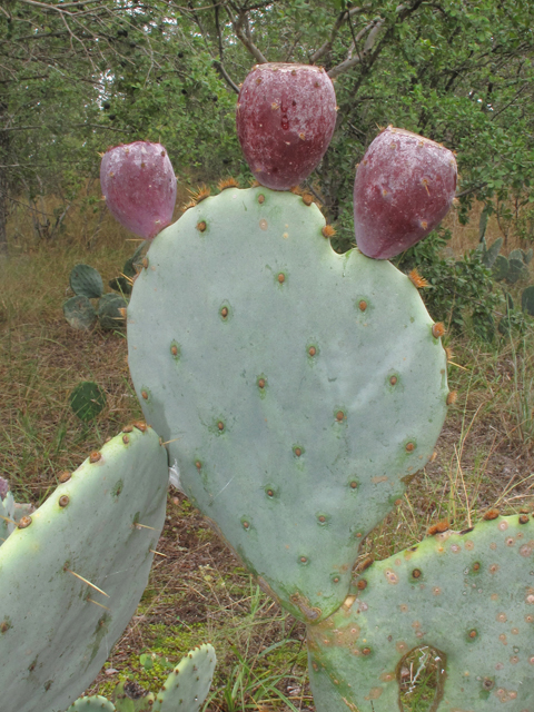 Opuntia engelmannii var. lindheimeri (Texas prickly pear) #43353