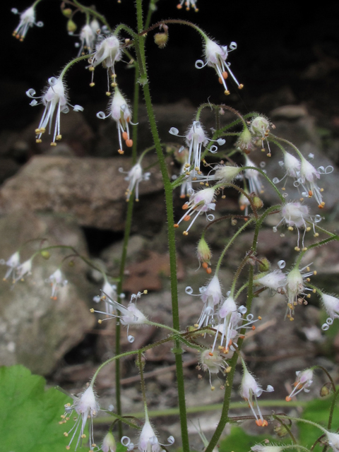 Heuchera parviflora (Littleflower alumroot) #43356