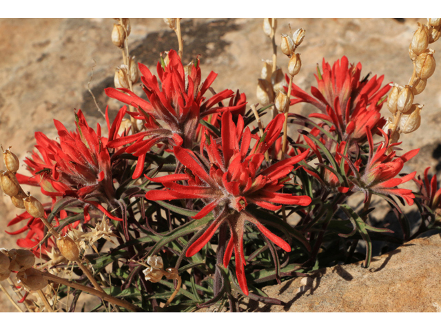 Castilleja angustifolia var. dubia (Showy northwestern indian-paintbrush) #43373