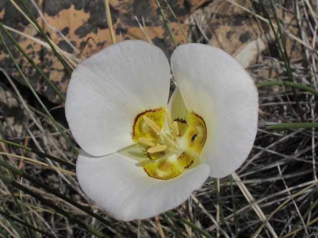 Calochortus nuttallii (Sego lily) #43381