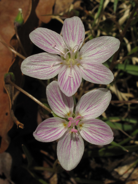 Claytonia virginica (Virginia springbeauty) #43387