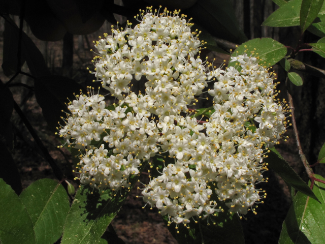 Viburnum prunifolium (Blackhaw) #43393