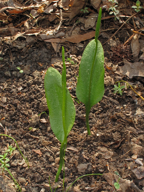 Ophioglossum vulgatum (Southern adder's-tongue) #43395