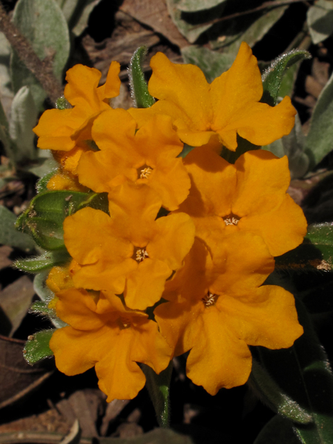 Lithospermum canescens (Hoary puccoon) #43400