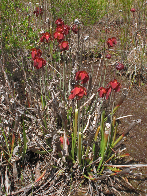Sarracenia leucophylla (Crimson pitcherplant) #43409